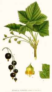 Juodasis serbentas — Ribes nigrum L.
