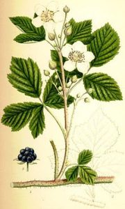 Paprastoji gervuogė — Rubus caesius
