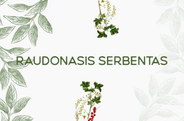 Raudonasis serbentas — Ribes rubrum L.