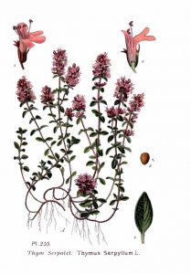 Paprastasis čiobrelis — Thymus serpyllum L.
