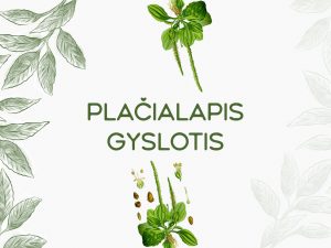 Plačialapis gyslotis — Plantago major L.