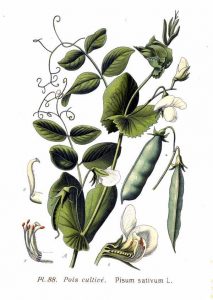 Sėjamasis (daržo) žirnis — Pisum sativum L.