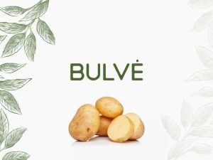 Bulvė — Solanum tuberosum L.