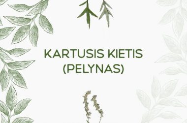 Kartusis kietis (pelynas) — Artemisia absinthium L.