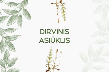 Dirvinis asiūklis — Equisetum arvense L.