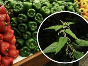 Kuo ir kaip tręšti paprikas, kad būtų gausus derlius?