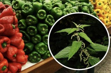 Kuo ir kaip tręšti paprikas, kad būtų gausus derlius?